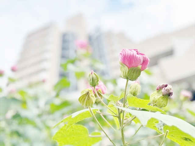 ソネット上池袋